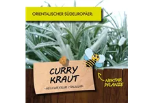 Bio Currykraut Kräutertopf 12 cm Currykraut