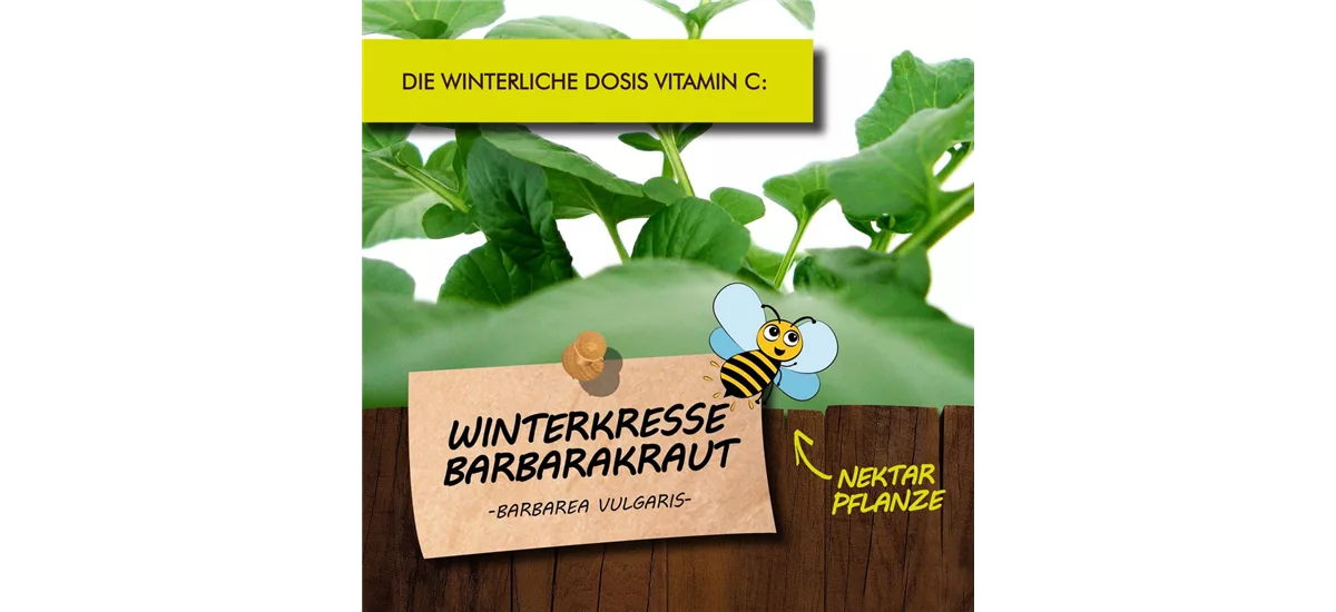 Bio Echte Winterkresse Kräutertopf 12 cm Echte Winterkresse