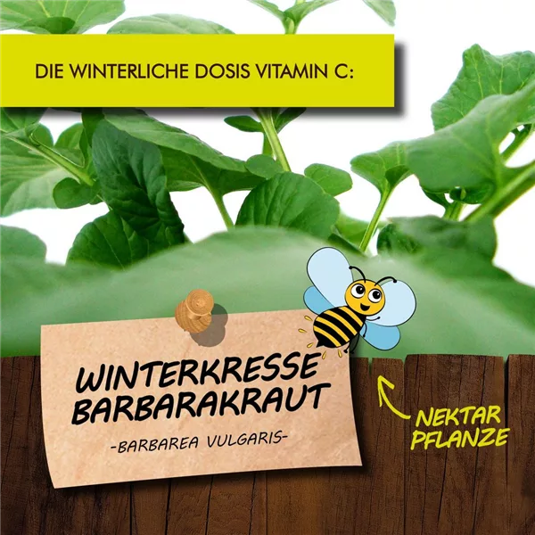 Bio Echte Winterkresse