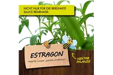 Bio Estragon Kräutertopf 12 cm Estragon