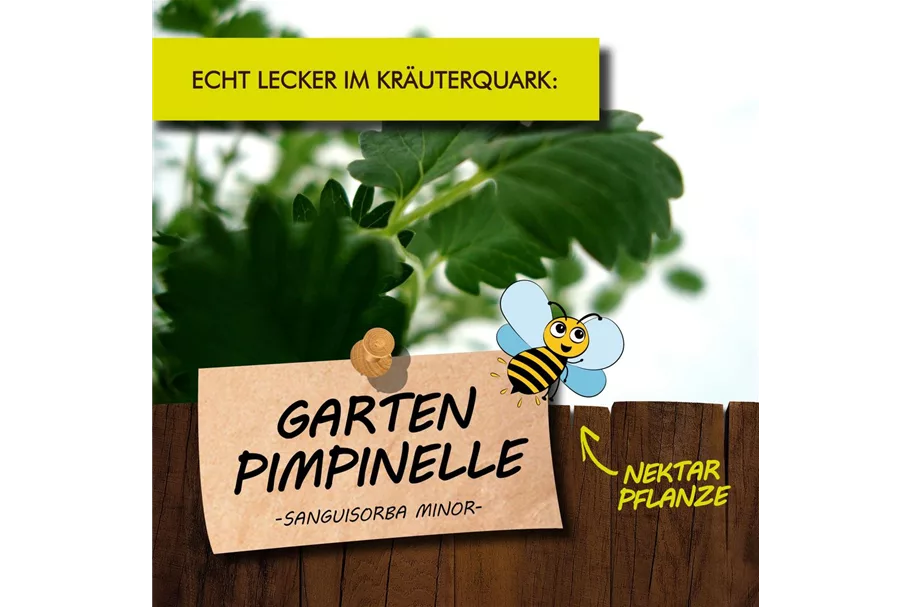 Bio Gartenpimpinelle Kräutertopf 12 cm Gartenpimpinelle