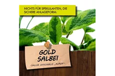 Bio Goldsalbei Kräutertopf 12 cm Goldsalbei