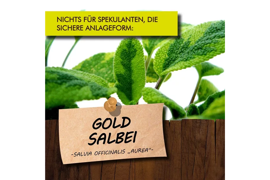 Bio Goldsalbei Kräutertopf 12 cm Goldsalbei