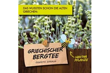 Bio Griechischer Bergtee Kräutertopf 12 cm Griechischer Bergtee