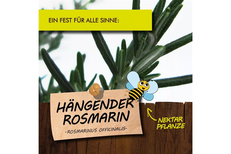 Bio Hängender Rosmarin Kräutertopf 12 cm Hängender Rosmarin