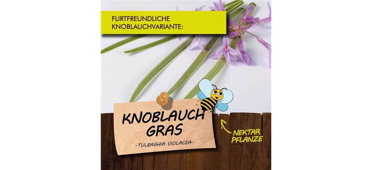 Bio Knoblauch-Gras Kräutertopf 12 cm Knoblauch-Gras