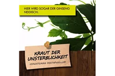 Bio Kraut der Unsterblichkeit Kräutertopf 12 cm Kraut der Unsterblichkeit