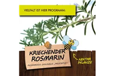 Bio Kriechender Rosmarin Kräutertopf 12 cm Kriechender Rosmarin