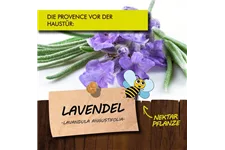 Bio Lavendel Kräutertopf 12 cm Lavendel