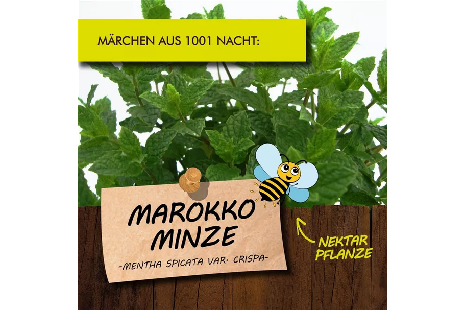 Bio Marokko Minze Kräutertopf 12 cm Marokko Minze