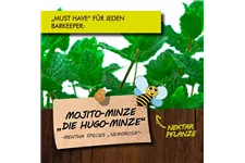 Bio Mojito-Minze 'Hugo'-Minze Kräutertopf 12 cm Mojito-Minze 'Hugo'-Minze