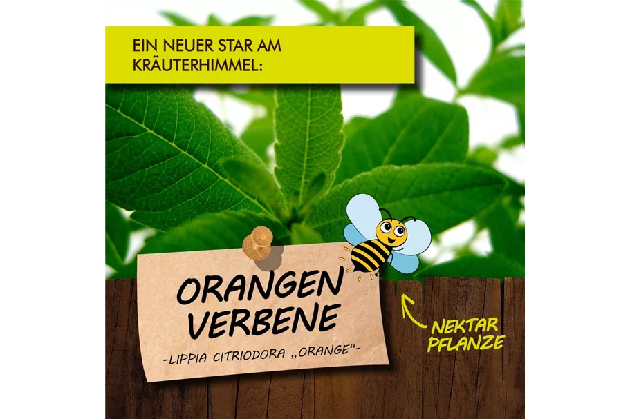 Bio Orangenverbene