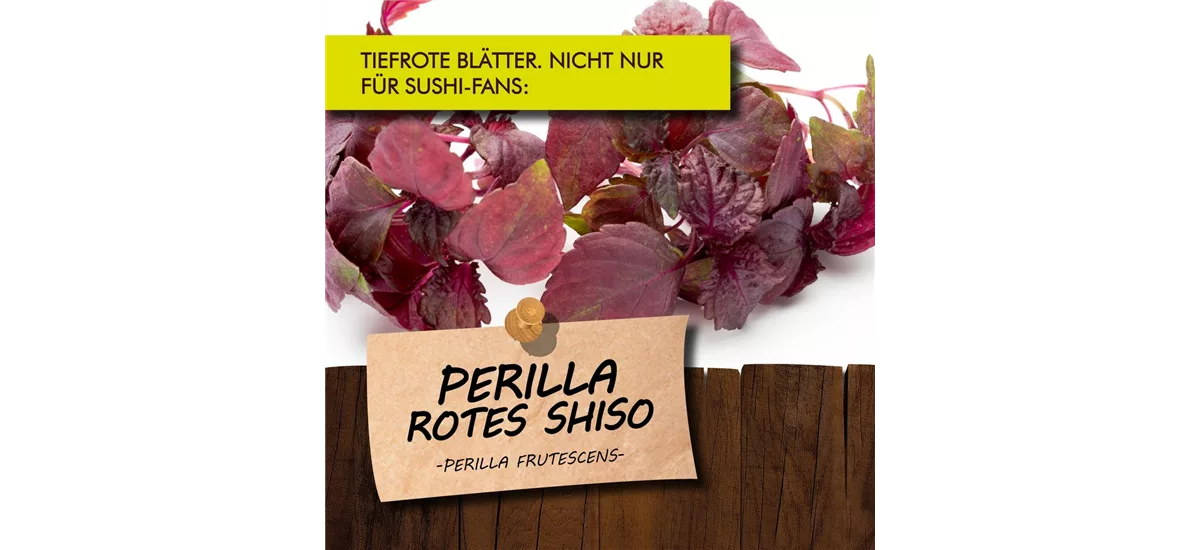 Bio Perilla Rotes Shiso Kräutertopf 12 cm Perilla Rotes Shiso