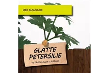 Bio Petersilie glatt Kräutertopf 12 cm Petersilie glatt