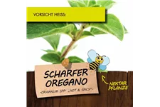 Bio Scharfer Oregano Kräutertopf 12 cm Scharfer Oregano