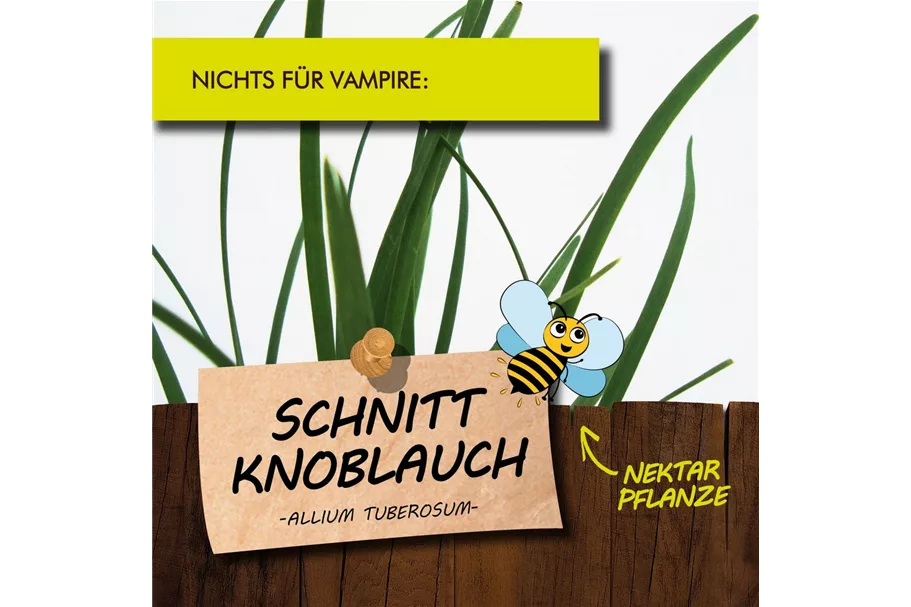 Bio Schnittknoblauch Kräutertopf 12 cm Schnittknoblauch