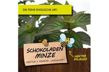 Bio Schokoladenminze Kräutertopf 12 cm Schokoladenminze