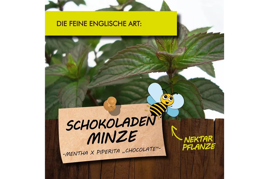 Bio Schokoladenminze Kräutertopf 12 cm Schokoladenminze