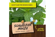 Bio Schweizer Minze Kräutertopf 12 cm Schweizer Minze