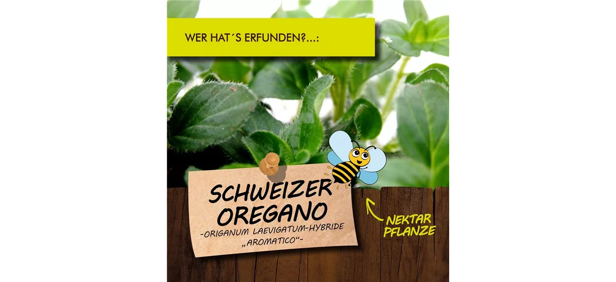 Bio Schweizer Oregano Kräutertopf 12 cm Schweizer Oregano