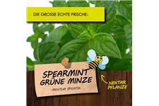 Bio Spearmint-Grüne Minze Kräutertopf 12 cm Spearmint-Grüne Minze