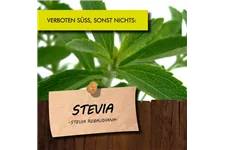 Bio Stevia Honigkraut Kräutertopf 12 cm Stevia Honigkraut