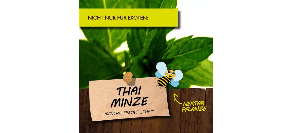 Bio Thai-Minze Kräutertopf 12 cm Thai-Minze