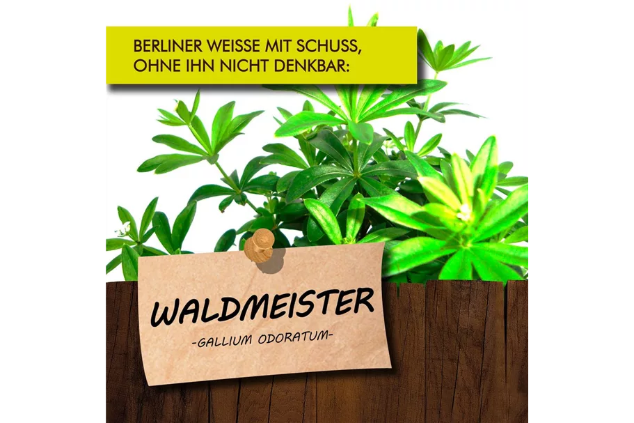 Bio Waldmeister Kräutertopf 12 cm Waldmeister