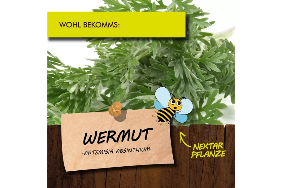 Bio Wermut Kräutertopf 12 cm Wermut