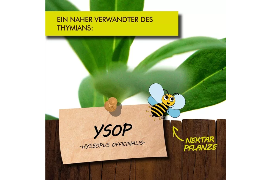 Bio Ysop Kräutertopf 12 cm Ysop