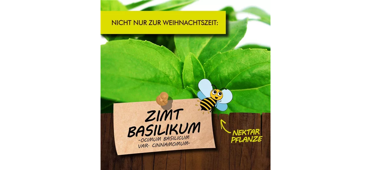 Bio Zimt-Basilikum Kräutertopf 12 cm Zimt-Basilikum