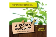 Bio Zitronen-Basilikum Kräutertopf 12 cm Zitronen-Basilikum