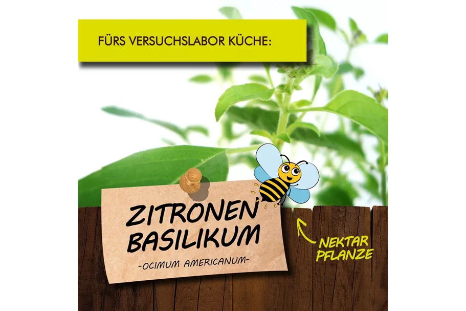 Bio Zitronen-Basilikum Kräutertopf 12 cm Zitronen-Basilikum