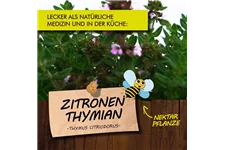 Bio Zitronenthymian Kräutertopf 12 cm Zitronenthymian