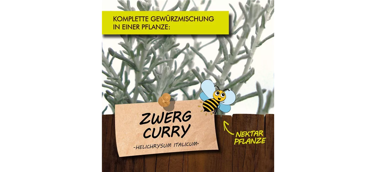 Bio Zwergcurry Kräutertopf 12 cm Zwergcurry