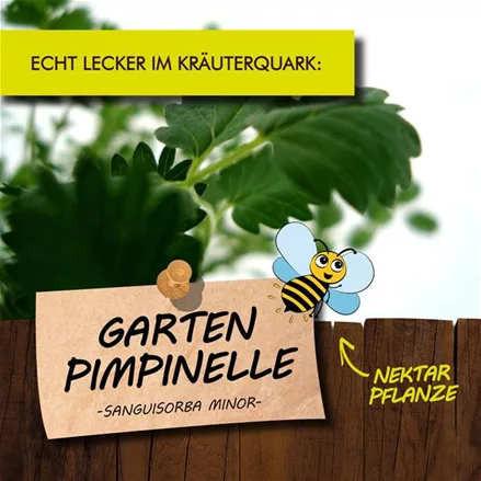 Bio Gartenpimpinelle