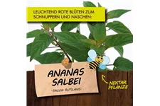 Bio Ananassalbei Kräutertopf 12 cm Ananassalbei