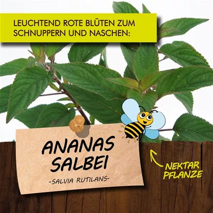 Bio Ananassalbei