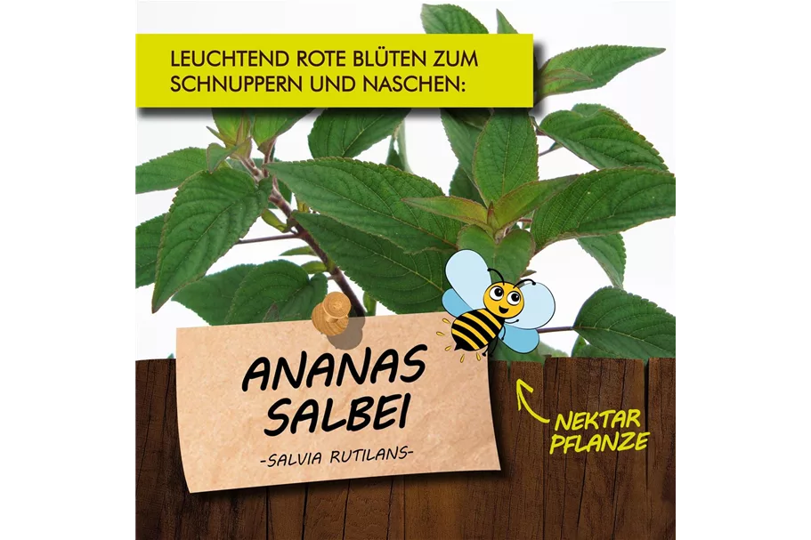 Bio Ananassalbei Kräutertopf 12 cm Ananassalbei