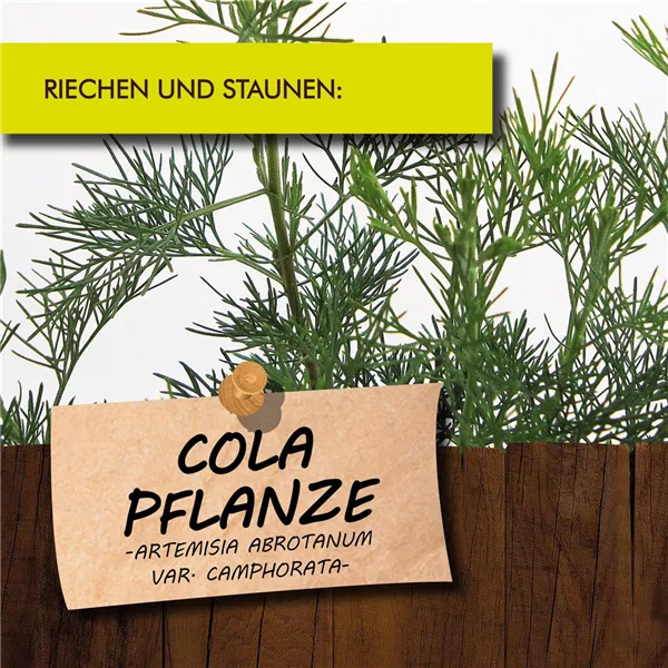 Bio Cola-Pflanze