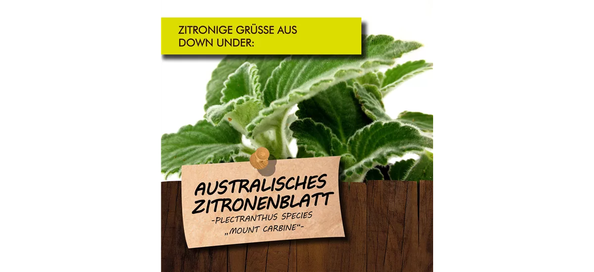 Bio Australisches Zitronenblatt Kräutertopf 12 cm Australisches Zitronenblatt