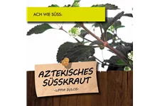 Bio Aztekisches Süßkraut Kräutertopf 12 cm Aztekisches Süßkraut