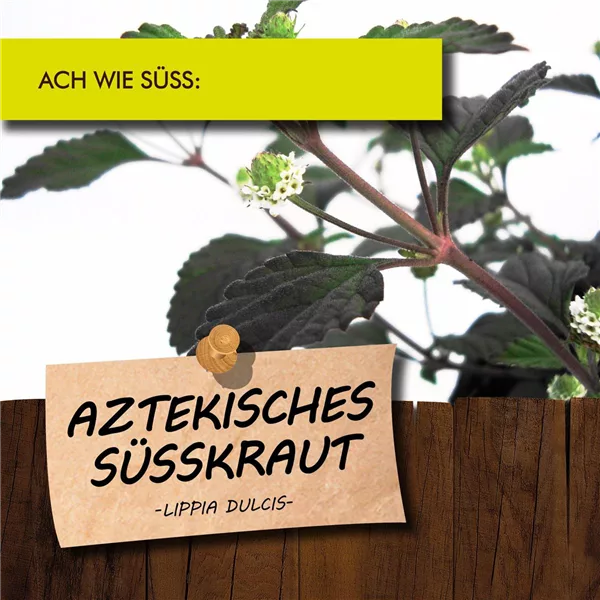 Bio Aztekisches Süßkraut