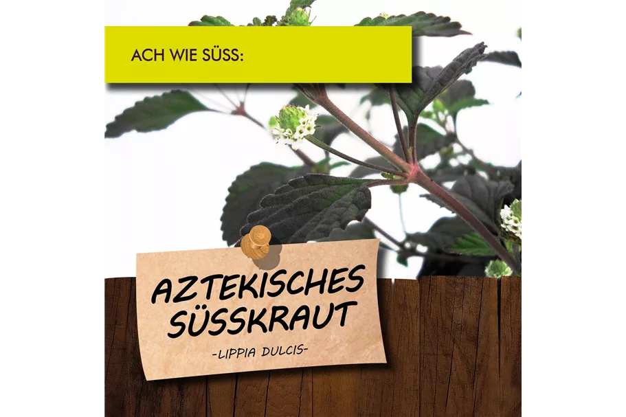 Bio Aztekisches Süßkraut Kräutertopf 12 cm Aztekisches Süßkraut