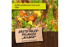 Bio Bulbine Erste Hilfe Pflanze Kräutertopf 12 cm Bulbine Erste Hilfe Pflanze