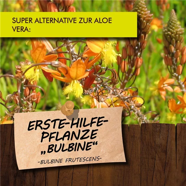 Bio Bulbine Erste Hilfe Pflanze