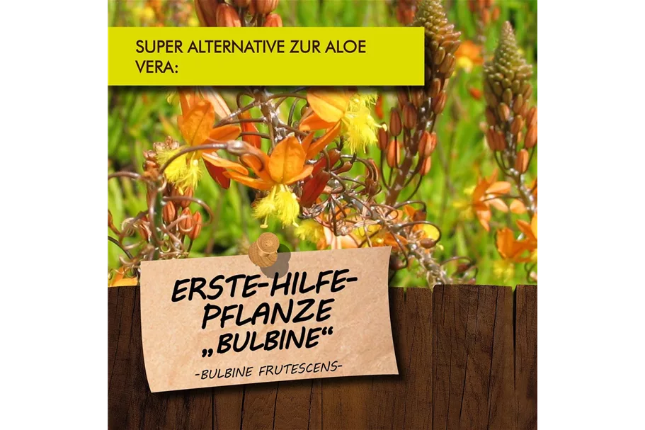 Bio Bulbine Erste Hilfe Pflanze Kräutertopf 12 cm Bulbine Erste Hilfe Pflanze