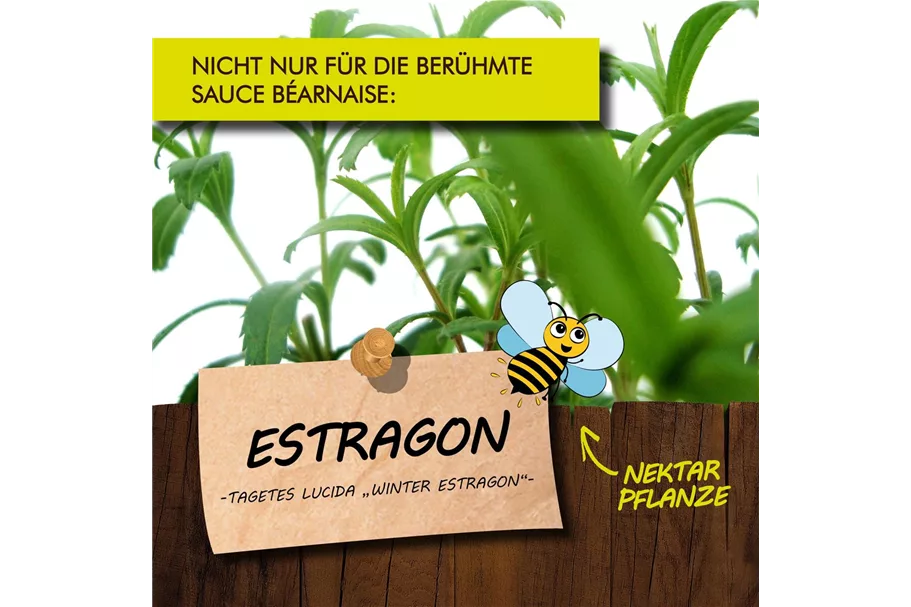 Bio Estragon Kräutertopf 12 cm Estragon