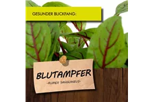 Bio Blutampfer Kräutertopf 12 cm Blutampfer