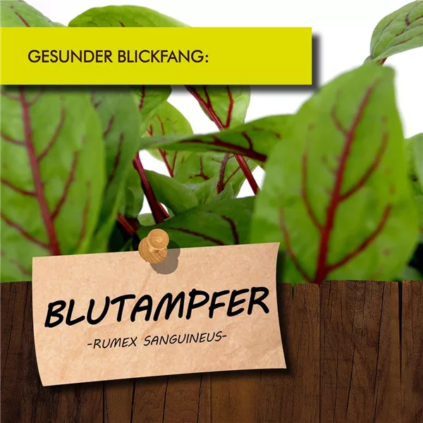 Bio Blutampfer